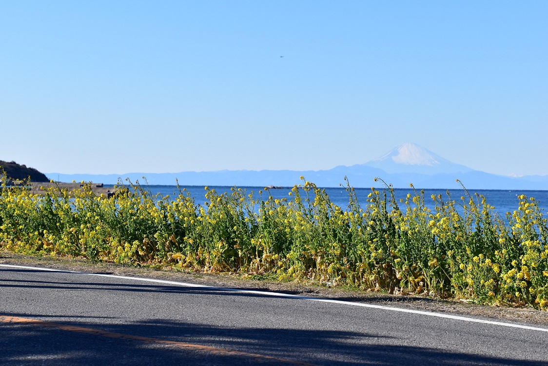 見物海岸